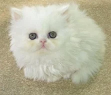 Sladké PERSIAN koťata pro